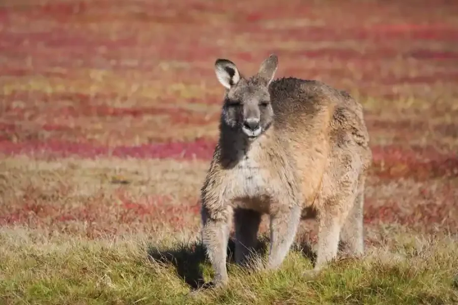 Daytrip: Kangaroo Island Wildlife Discovery-W1CC