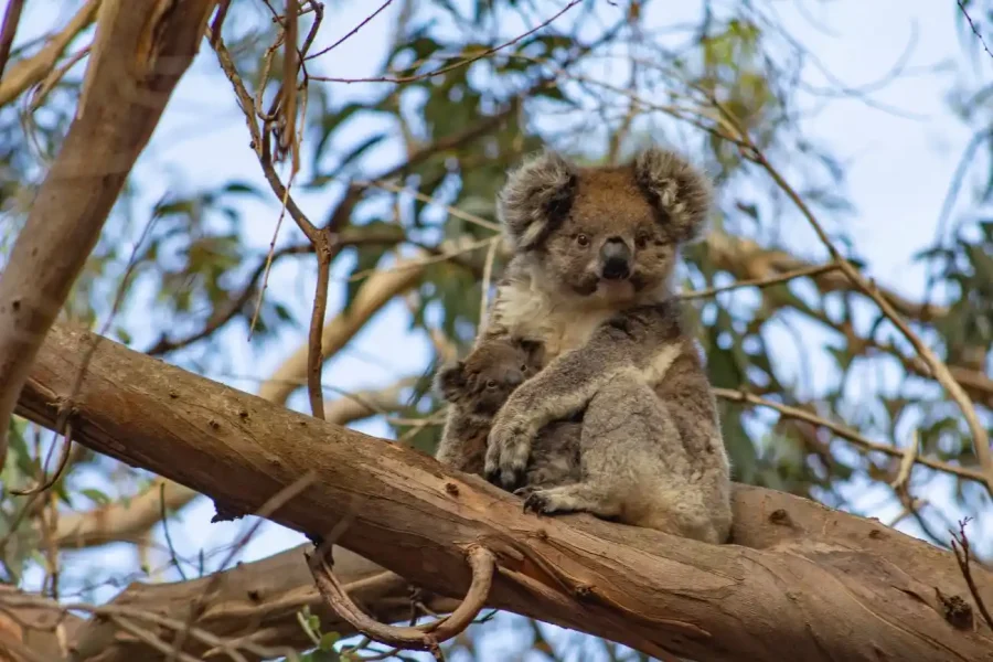 Kangaroo Island Daytrip: Flinders Chase National Park, Nature and Wildlife-W2