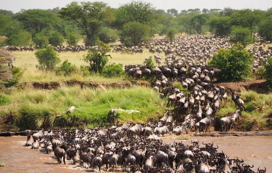 Maasai Mara Wildebeest Migration 2025 – 3 Days Maasai Mara wildebeest Migration Packages
