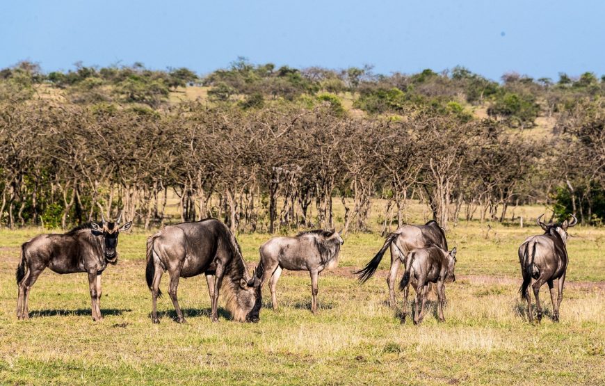 Maasai Mara Wildebeest Migration 2025 – 3 Days Maasai Mara wildebeest Migration Packages