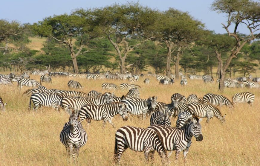 Maasai Mara Wildebeest Migration 2025 – 3 Days Maasai Mara wildebeest Migration Packages