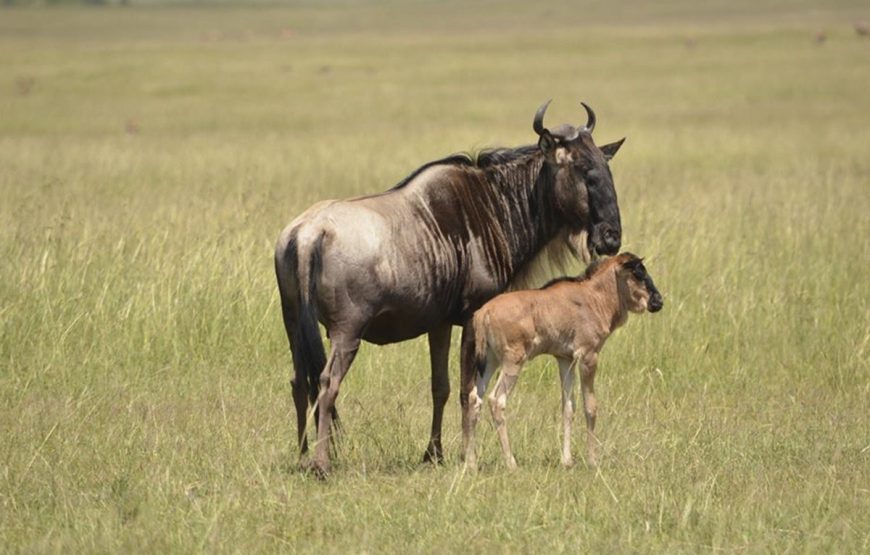 Naivasha Weekend Getaways.