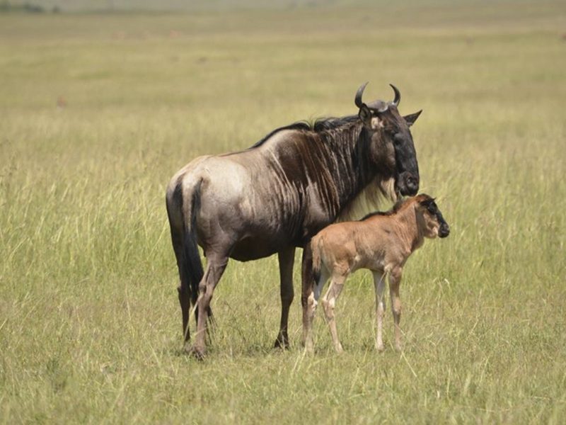 Maasai Mara Wildebeest Migration 2025 – 3 Days Maasai Mara wildebeest Migration Packages