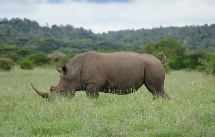 Naivasha Weekend Getaways.