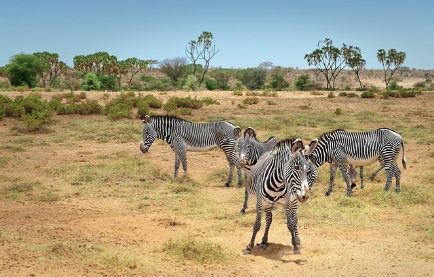 3 Days Samburu Package – Samburu Bush Package.