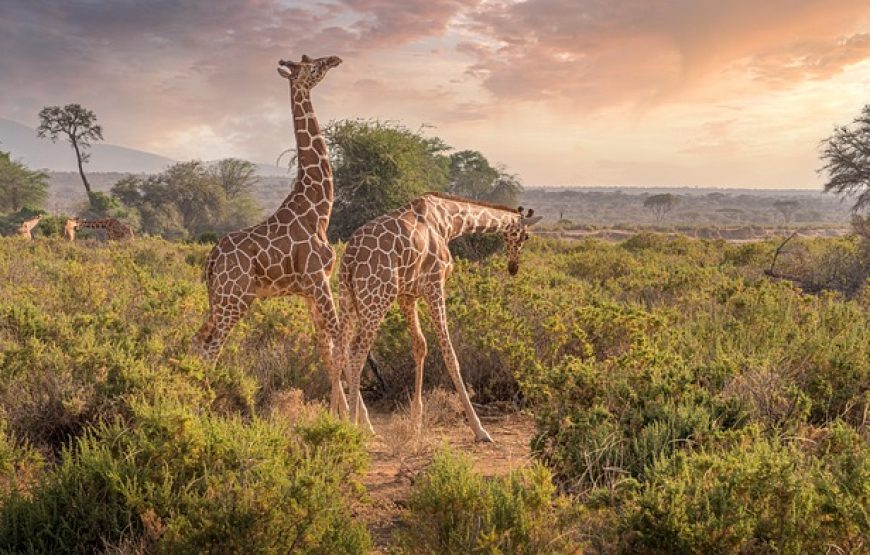 3 Days Samburu Package – Samburu Bush Package.