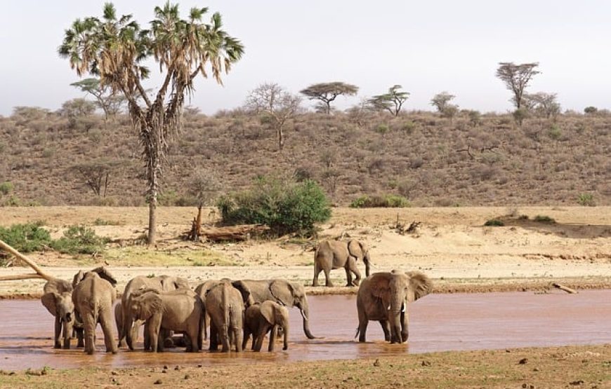 3 Days Samburu Package – Samburu Bush Package.