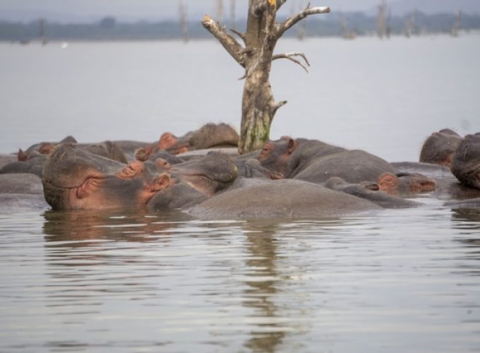 Naivasha Weekend Getaways.