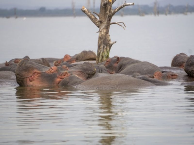 Naivasha Weekend Getaways.