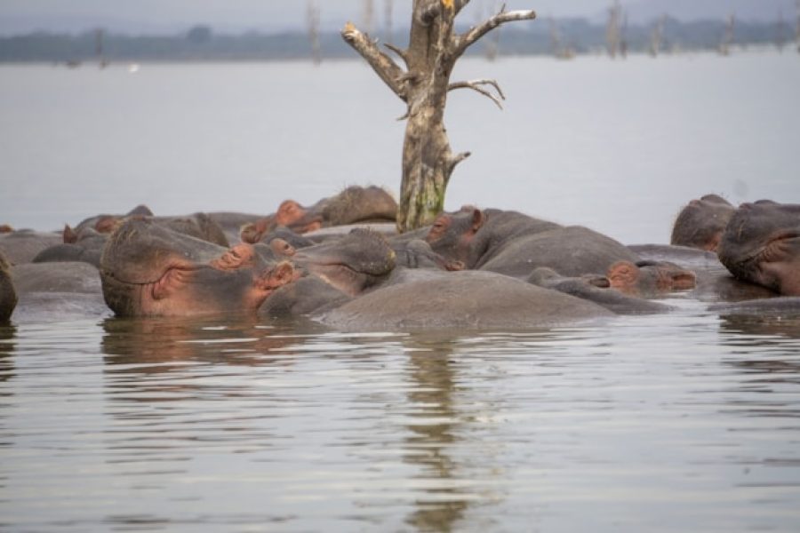 Naivasha Weekend Getaways.